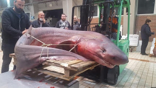 Καβάλα: Αλιεύτηκε τεράστιο καρχαριοειδές!