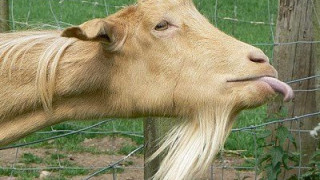 Πως αντιδράει μία κατσίκα όταν κοιτάει τον εαυτό της στον καθρέφτη; (video)
