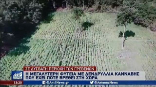Γρεβενά: Η μεγαλύτερη καλλιέργεια κάνναβης στα ελληνικά χρονικά!