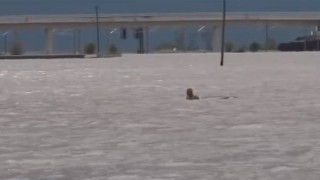 Κακοκαιρία «Ιανός»: Συγκλονιστική διάσωση ηλικιωμένου στα Φάρσαλα