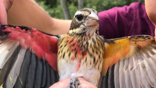 Βρέθηκε σπάνιο πτηνό, μισό θηλυκό και μισό αρσενικό