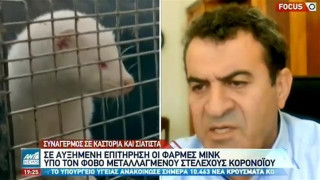 Κορωνοϊός: Αγωνία για τους εκτροφείς βιζόν στην δυτική Μακεδονία