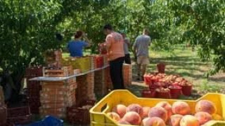 Για εμπαιγμό καταγγέλουν την κυβέρνηση οι ροδακινοπαραγωγοί Ημαθίας