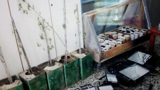Λάρισα: Καλλιεργούσε κάνναβη σε αποθήκη και θερμοκήπιο!