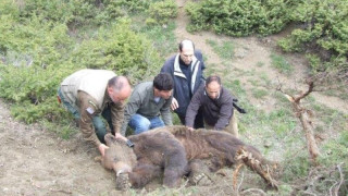 Αίσιο τέλος για την αρκούδα που παγιδεύτηκε σε συρματοθηλιά στη Κοζάνη  