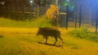 Αγριογούρουνα έκαναν βόλτα και στην Καλαμαριά!