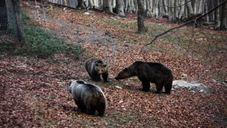 Καστοριά: Αρκούδα με τα αρκουδάκια της κόβουν βόλτες έξω από ξενοδοχείο
