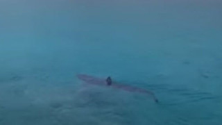 Kαρχαρίας στο Πόρτο Γερμενό... έκοβε βόλτες στα ρηχά!