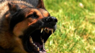 Σκύλος επιτέθηκε και τραυμάτισε 7 άτομα στο Νέο Ρύσιο