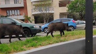Απίστευτο: Τα αγριογούρουνα… άρχισαν να βουτούν στη θάλασσα!
