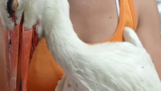 Δεκάδες νεκροί πελαργοί στην Αττική τα τελευταία 24ωρα