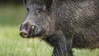 Αγριόχοιροι έκαναν... βόλτες στην Καλαμαριά