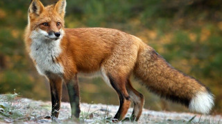 Παιανία: Εισβολή αλεπούς σε κλειστό γυμναστήριο εν ώρα προπόνησης! (vid)