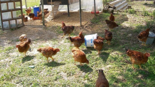 Βόλος: Συνταξιούχος ζει σε κοτέτσι-Δε θέλει να έχει επαφή με σύζυγο και κόρη