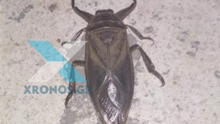 Πάργα: Μοιάζει με κατσαρίδα αλλά είναι δηλητηριώδες έντομο