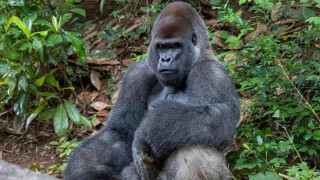 13 γορίλες θετικοί στον κορωνοϊό! Κόλλησαν από εμβολιασμένο ασυμπτωματικό!