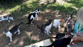 Θεσσαλονίκη: Οι πολύτιμοι... γατοφύλακες της Χαριλάου