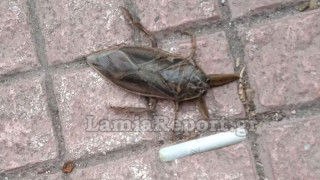 Λαμία: Εμφανίστηκε ξανά ο Λιθόκερος - Το μεγαλύτερο δηλητηριώδες έντομο