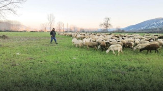 Κοζάνη: Κτηνοτρόφοι χωρίς εκτάσεις -Χωριό περικυκλωμένο με φωτοβολταϊκά