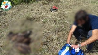 Δράμα: Απειλούμενος χρυσαετός νεκρός από δηλητηριασμένα δολώματα!