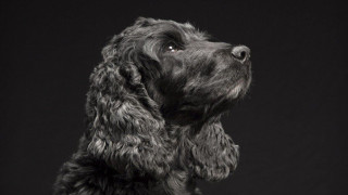 Το "Black Dogs Project" βοηθά τους μαύρους σκύλους να βρουν σπίτι 