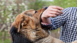 Γιατί μας δάγκωσε ο σκύλος μας – Μια εξήγηση που δεν έχουμε φανταστεί