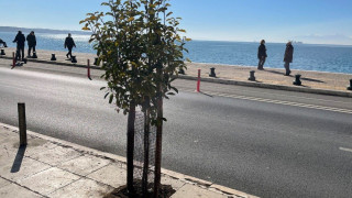 Θεσσαλονίκη: Δενδροφυτεύσεις στην παραλιακή λεωφόρο
