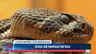 Συναγερμός στη Θεσσαλία: Οχιά σε νηπιαγωγείο