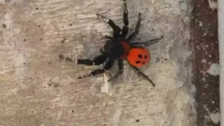 Σπάνια αράχνη πασχαλίτσα στο Ναύπλιο