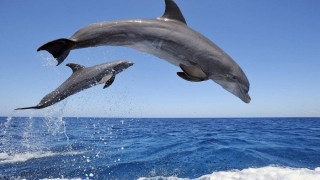 Υπέροχη εικόνα: Δελφίνια στη Χαλκιδική