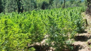 Κορινθία: Μεγάλη φυτεία δενδρυλλίων χασίς σε δύσβατη δασώδη περιοχή