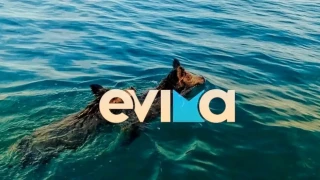 Εύβοια: Πανικός με αγριογούρουνα που κολυμπούσαν στην παραλία της Χαλκίδας