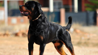 Εύβοια: Ροτβάιλερ επιτέθηκε και τραυμάτισε 6χρονο αγοράκι στο κεφάλι