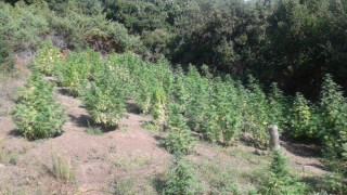 Θεσσαλονίκη: Βρέθηκαν 4 φυτείες κάνναβης από ελικόπτερο της αστυνομίας
