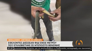 Θεσσαλονίκη: Φίδι εγκλωβίστηκε σε ντεπόζιτο βενζίνης αυτοκινήτου