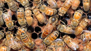 Εκατομμύρια μέλισσες «ξέφυγαν» μετά από ανατροπή φορτηγού!