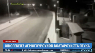 Χαλκηδόνα: Λύκος κατασπάραξε αδέσποτο σκυλί