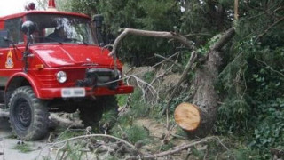 ΤΩΡΑ: Κλειστός ο δρόμος πριν από τη Φούρκα Χαλκιδικής λόγω πτώσης δέντρου