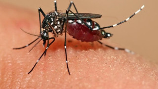 Συνωμοσιολόγος TikToker αναλύει πως τα κουνούπια «κατασκευάζονται» από κυβερνήσεις για να κατασκοπεύουν τους ανθρώπους