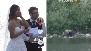 Τραβούσαν βίντεο γάμου και απαθανάτισαν τη στιγμή που αρκούδα «κατακρεουργούσε» ελάφι