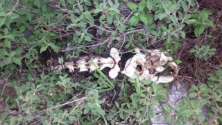 Εικόνες ΣΟΚ στο δημοτικό «καταφύγιο» ζώων στο Βόλο!
