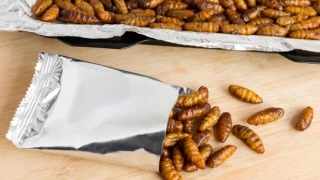Γιατί θα τρώμε όλο και περισσότερα έντομα – Ραγδαία ανάπτυξη της αγοράς έως το 2030
