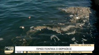 Θερμαϊκός: Αποκρουστικό θέαμα με δεκάδες νεκρά ποντίκια να επιπλέουν