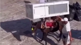 Ντροπιαστικές εικόνες στην Ύδρα- Γαϊδουράκια κουβαλάνε ψυγεία