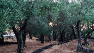 Ξάνθη: Εισέβαλε σε ελαιώνα και έκλεψε 620 κιλά ελιές