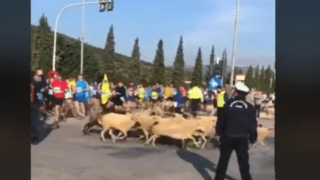 Πρόβατα «έτρεξαν» στον Μαραθώνιο - Δείτε το βίντεο