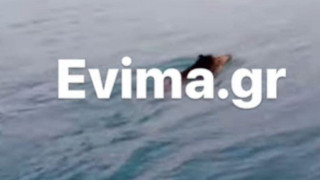 Εύβοια: Viral αγριογούρουνο κολυμπά σα… δελφίνι πλάι σε καΐκι!