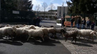 Με πρόβατα στην προπόνηση ο σύλλογος της Ρόμα! (VIDEO)