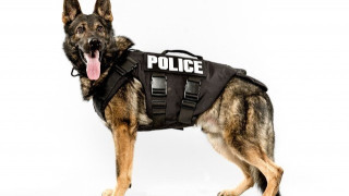 Θεσσαλονίκη: Σκύλος «εντόπισε» διακινητές ναρκωτικών!