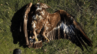 Νεκροί δύο απειλούμενοι Χρυσαετοί στον Έβρο από δηλητηριασμένα δολώματα